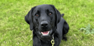 Man arrested as police dog 'King Ken' sees action 