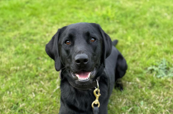 Police Dog ‘King Ken’ 