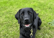 Police dog Ken brought in as officers move to disrupt cannabis supply