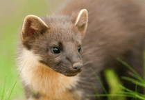 Ensuring safe crossings for Devon's pine martens
