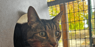 Missing cat re-united with owner after five years