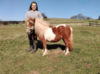 Rescued pony Sherbert's new chapter