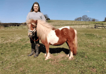 Rescued pony Sherbert's new chapter