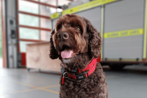 Devon and Somerset Fire and Rescue Service