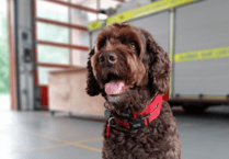 Devon fire dog Digby shortlisted for 'Make a Difference' award