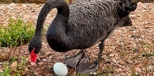 Concerns over Dawlish Black Swan egg
