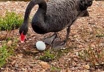 WATCH: Dawlish Swans Lay First Egg