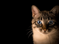 Cats Protection seeks cat and kitten fosterers in Teignbridge