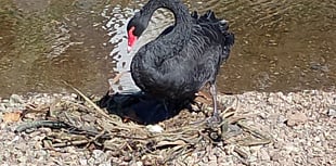 Swan Watch: still just one egg 