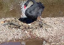 Swan Watch: still just one egg
