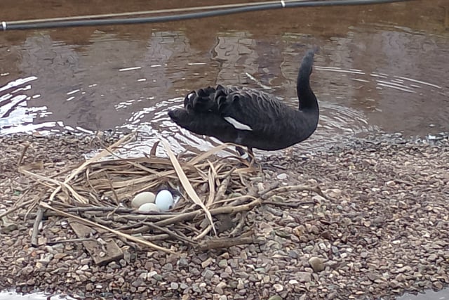 Fears for future of swan eggs 