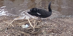 Fears for future of swan eggs 