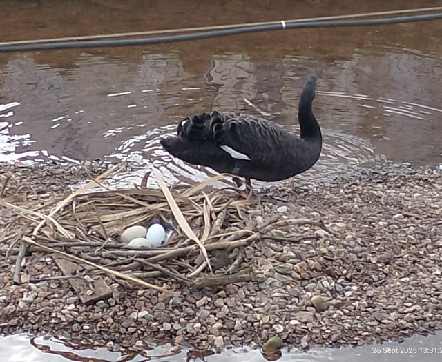 Fears for future of swan eggs 