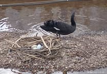 Black Swans' Nest in Danger