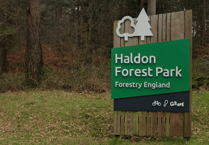 Room on the Broom trail at Haldon Forest