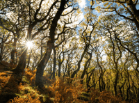 Devon makes Britain's best 'Leaf-Peeping' destination list 