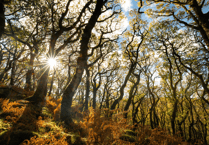 Devon makes Britain's best 'Leaf-Peeping' destination list