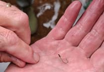 Another Black Swan saved after ingesting fishing line