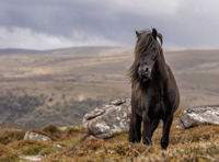 New programme helping schoolchildren discover Dartmoor 