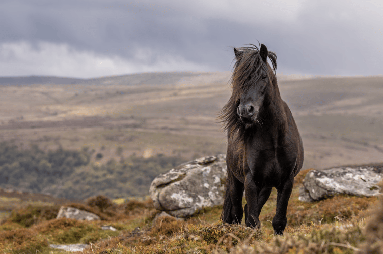 Dartmoor Pony Heritage Trust has received a boost to its protection programme.