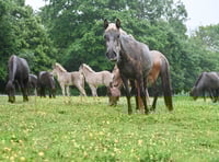 70 Icelandic horses saved in Devon