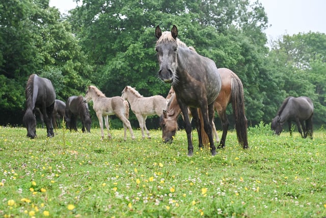 70 Icelandic horses saved in Devon
