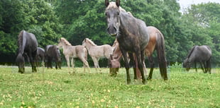 70 Icelandic horses saved in Devon