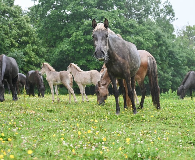 70 Icelandic horses saved in Devon