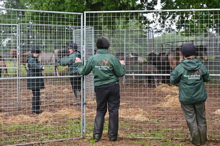 Mare and Foal Sanctuary staff working on the rescue effort. Photo Mare and Foal Sanctuary