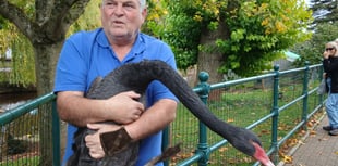 Reggie the swan's heartwarming love story 