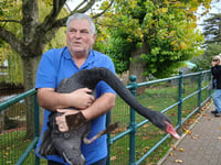 Reggie the swan's heartwarming love story 