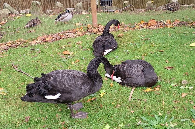 Reggie in a pen in Dawlish with his two prospective mates. Photo Noreen Goodchild