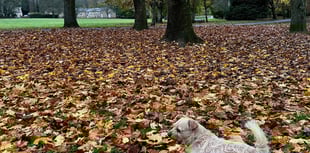 Join Bovey's bulb planting day