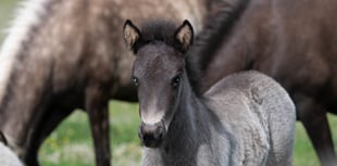 Help name rescued Icelandic foal
