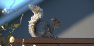 Road noise can actually make squirrels feel safer, new study finds