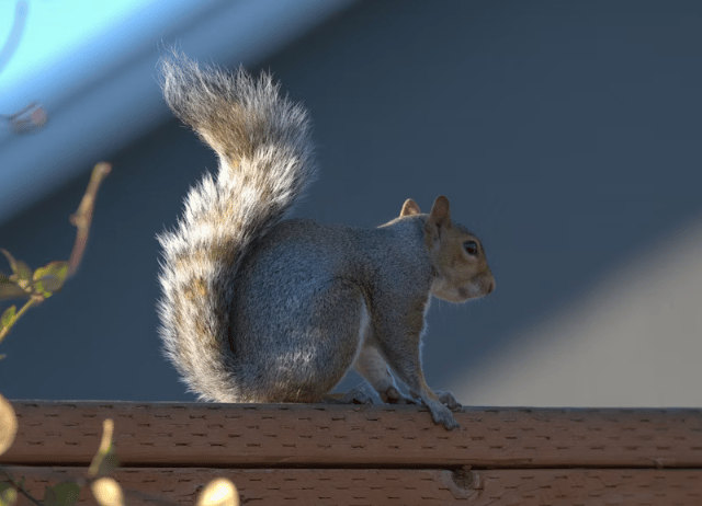 Road noise can actually make squirrels feel safer, new study finds