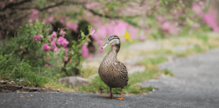 Devon residents urged to shape new wildlife recovery strategy