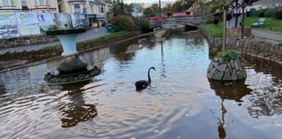 Black Swan nest survives storm in Dawlish