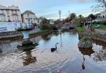 Black Swan nest saved from storm
