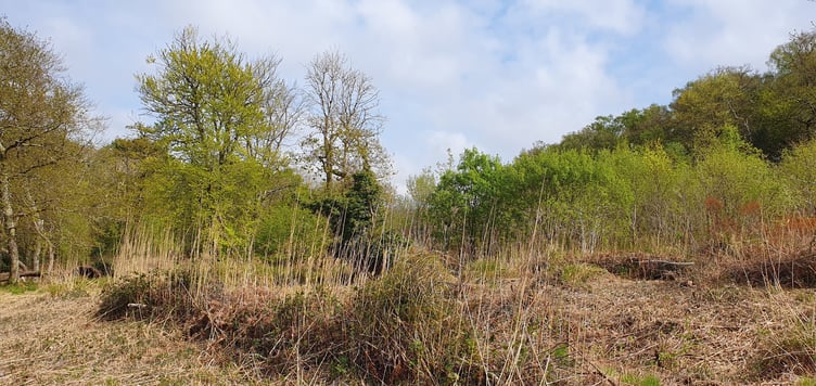 Wolborough Fen. Photo Guy Henderson