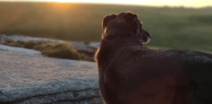 Dartmoor tops haunted Halloween dog walks list 