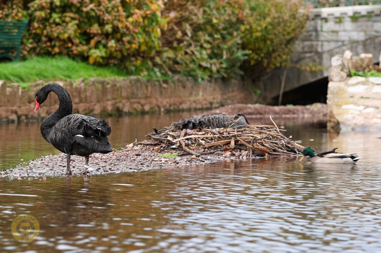 Black swans await two new cygnets. Photo Dawlish Waterfowl 