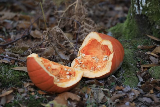 Forestry England: Don't dump pumpkins in Haldon