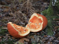 Forestry England: Don't dump pumpkins in Haldon
