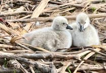 Watch: Dawlish cygnets braving the world