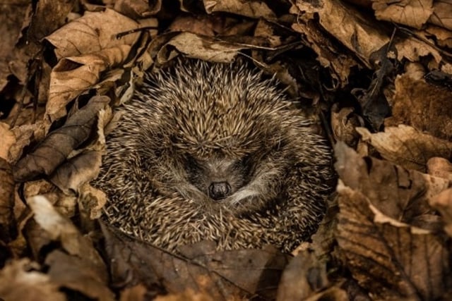 Families urged to help Bovey hedgehogs
