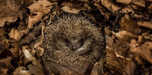 Families urged to help Bovey hedgehogs