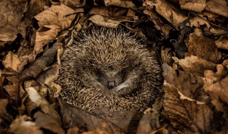 Bovey Tracey Town Council is urging households to help hedgehogs.  Photo Bovey Tracey Town Council 