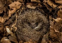 Join Bovey's hedgehog conservation efforts