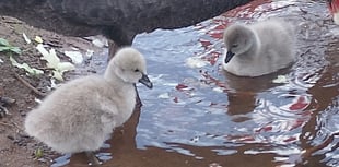 Dawlish cygnets protected by footpath closure